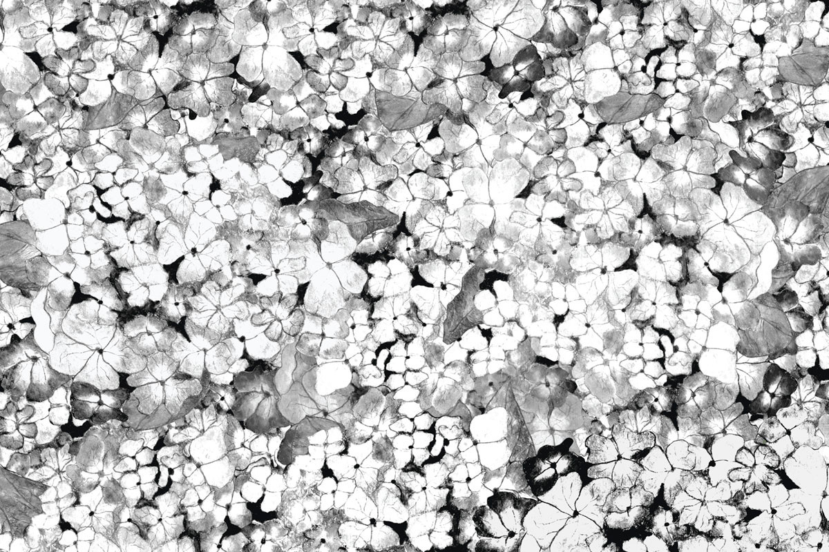 Papel de Parede HORTÊNSIAS - PeB